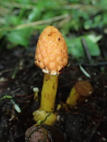 Image of Balanophora involucrata by (c) Étienne Léveillé-Bourret, some rights reserved (CC BY)