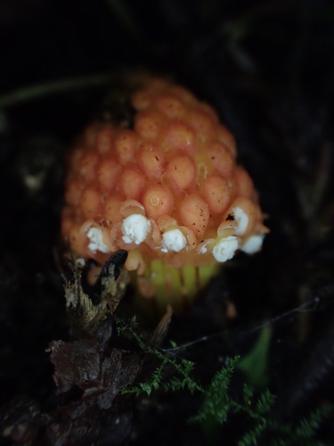 Image of Balanophora involucrata by (c) Étienne Léveillé-Bourret, some rights reserved (CC BY)
