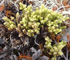 Veronica tetrasticha