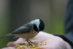 Poecile atricapillus