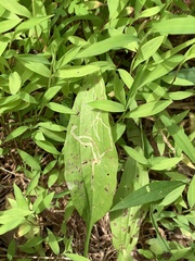 Phytomyza plantaginis