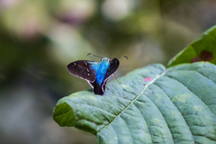 Thorybes egregius egregius