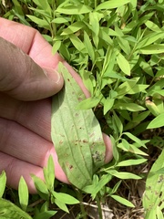 Phytomyza plantaginis