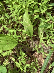 Phytomyza plantaginis