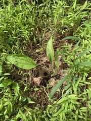 Phytomyza plantaginis