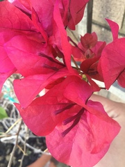 Bougainvillea