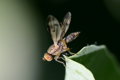 Opomyza germinationis
