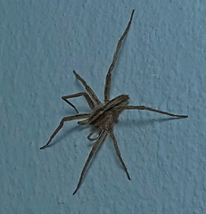 Centroctenus brevipes