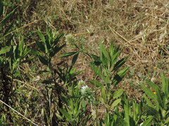 Trifolium squarrosum