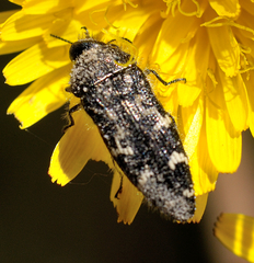 Acmaeodera retifera