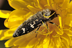 Acmaeodera retifera