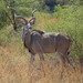 Southern Greater Kudu - Photo (c) Stan Rullman, PhD, some rights reserved (CC BY-NC), uploaded by Stan Rullman, PhD