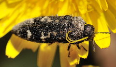 Acmaeodera retifera