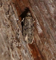 Chionodes pereyra