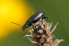 Poecilus versicolor