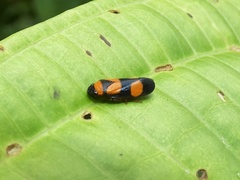 Zuata