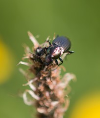 Poecilus versicolor