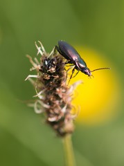 Poecilus versicolor