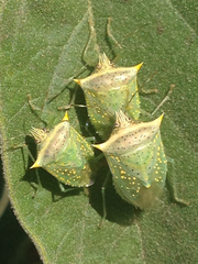 Arvelius albopunctatus