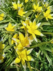Tulipa urumiensis