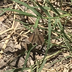 Lerodea eufala eufala