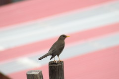 Turdus chiguanco