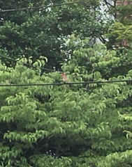 Haemorhous purpureus