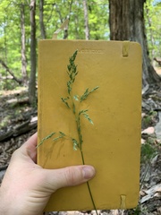 Poa sylvestris