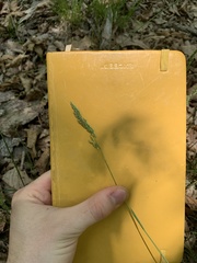 Poa sylvestris