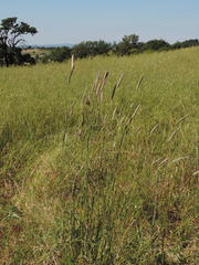 Phalaris coerulescens