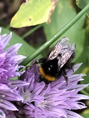 Bombus terrestris