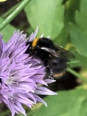 Bombus terrestris
