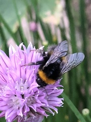 Bombus terrestris