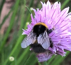 Bombus terrestris