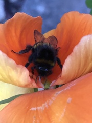 Bombus