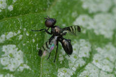 Rivellia syngenesiae