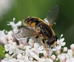 Mesembrius peregrinus