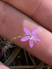 Saltugilia splendens