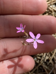 Saltugilia splendens