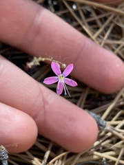 Saltugilia splendens