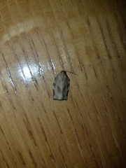 Choristoneura fractivittana