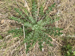 Cirsium hookerianum