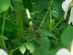 Nemophora degeerella