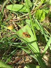 Parhelophilus obsoletus