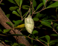 Attacus atlas