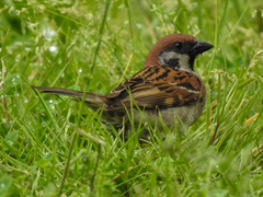 Passer montanus