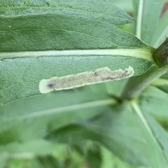 Calycomyza solidaginis