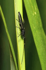 Theophilea subcylindricollis