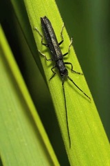 Theophilea subcylindricollis