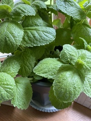 Mentha × rotundifolia